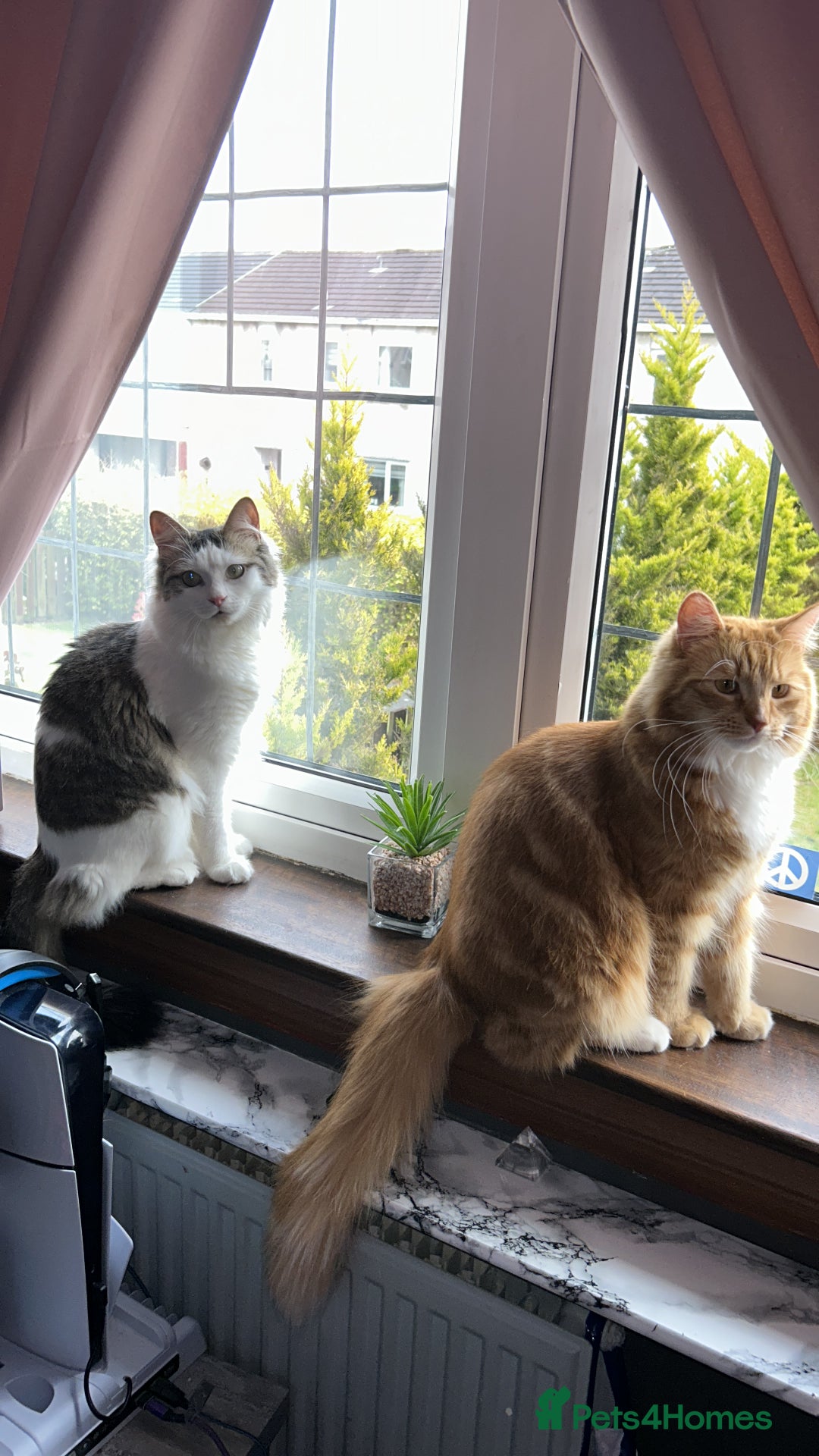 Mixed Breed cats for sale: Beautiful boy looking for a loving forever home - Advert 7