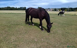 Irish Sports horses for sale: 2 x Mares - Image 7