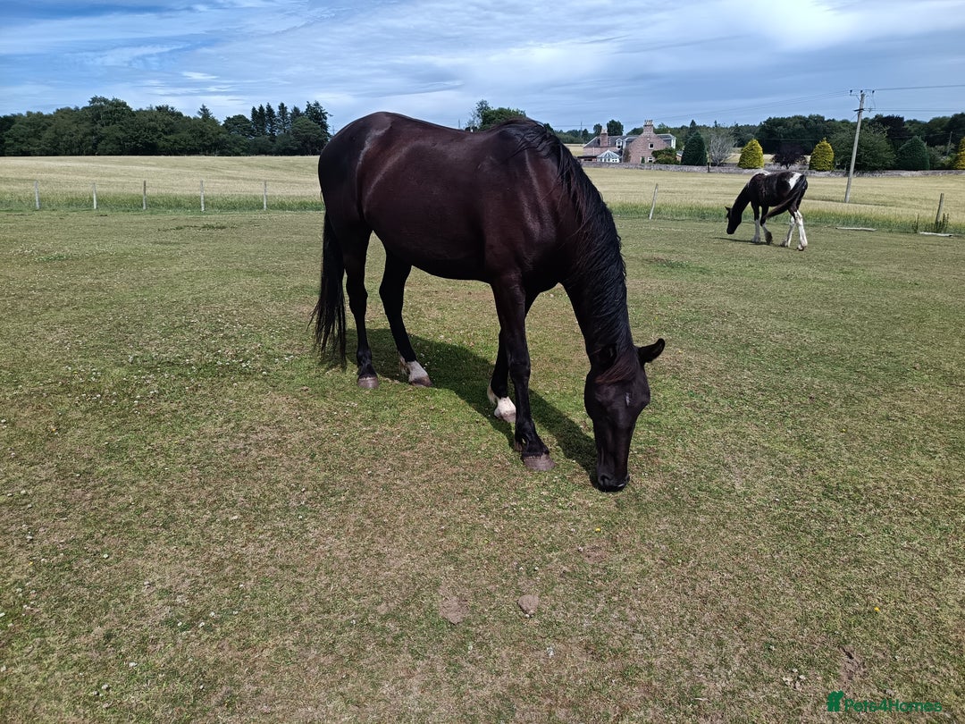 Irish Sports horses for sale: 2 x Mares - Image 7