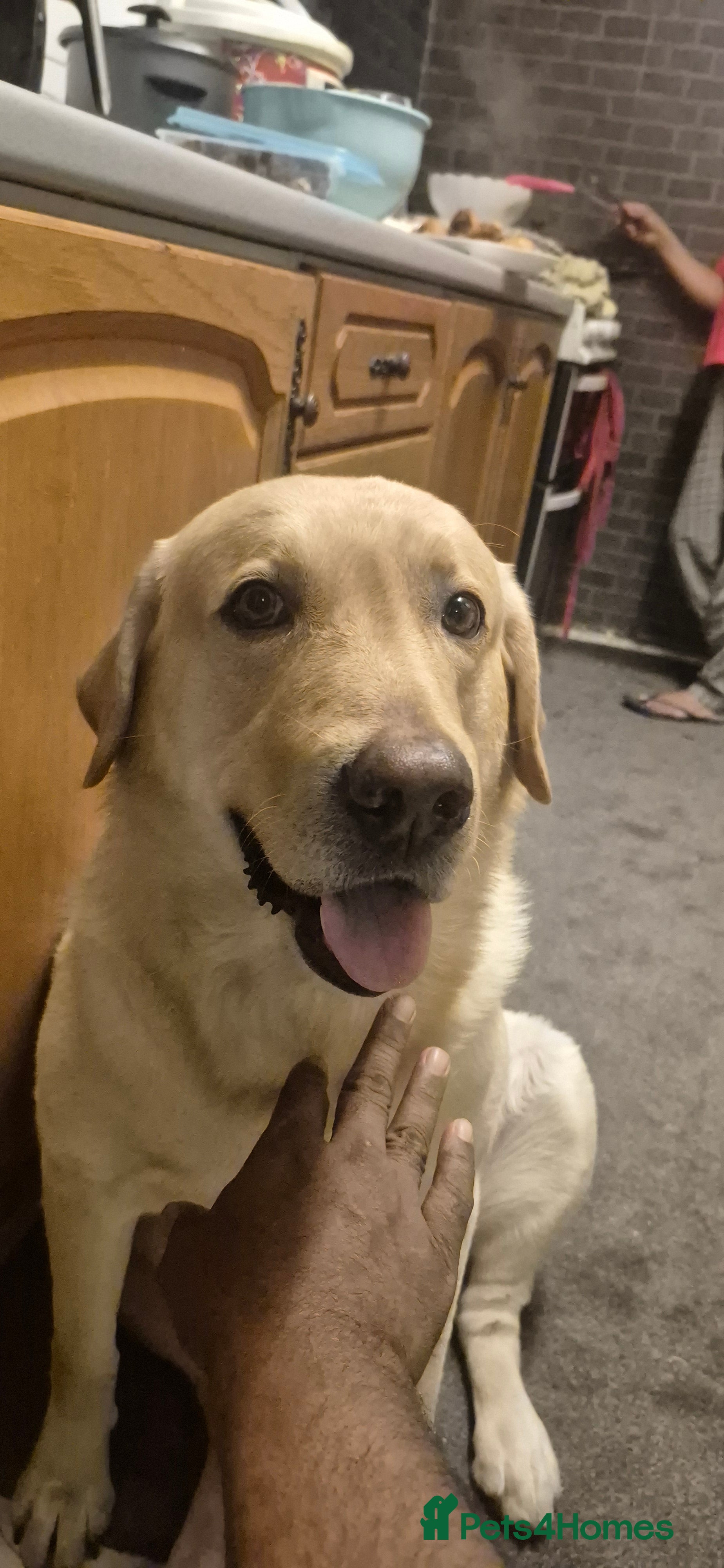 Labrador Retriever dogs Timmy for stud  - Advert 1