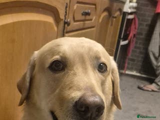 Labrador Retriever dogs Timmy for stud - Advert 1