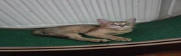 Chausie cats for sale: CHAUSIE f6  - Advert 9