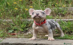 French Bulldog dogs for sale: Stunning blue & lilac merle READY for new homes 🏡 - Image 7