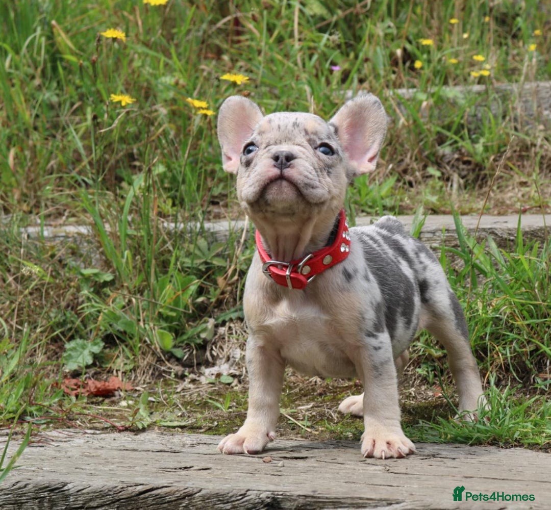 French Bulldog dogs for sale: Stunning blue & lilac merle READY for new homes 🏡 - Image 7