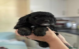 Sheepadoodle dogs for sale: F1b mini sheepadoodles - Image 30