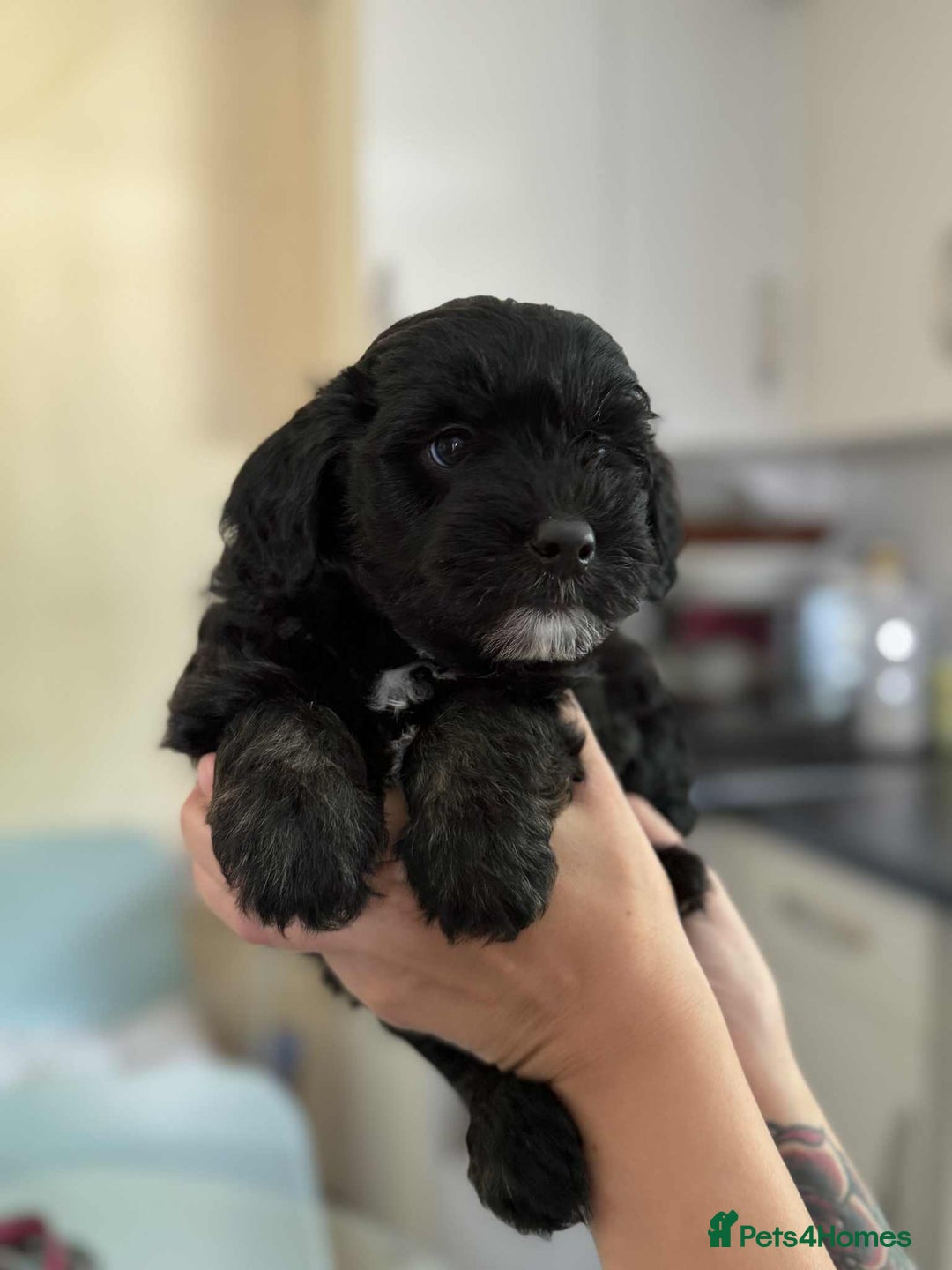 Sheepadoodle dogs for sale: F1b mini sheepadoodles - Image 30