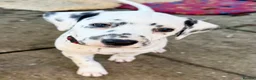 Dalmatian dogs for sale: Unexpectedly re-available Dalmatian girl-ready now - Advert 11