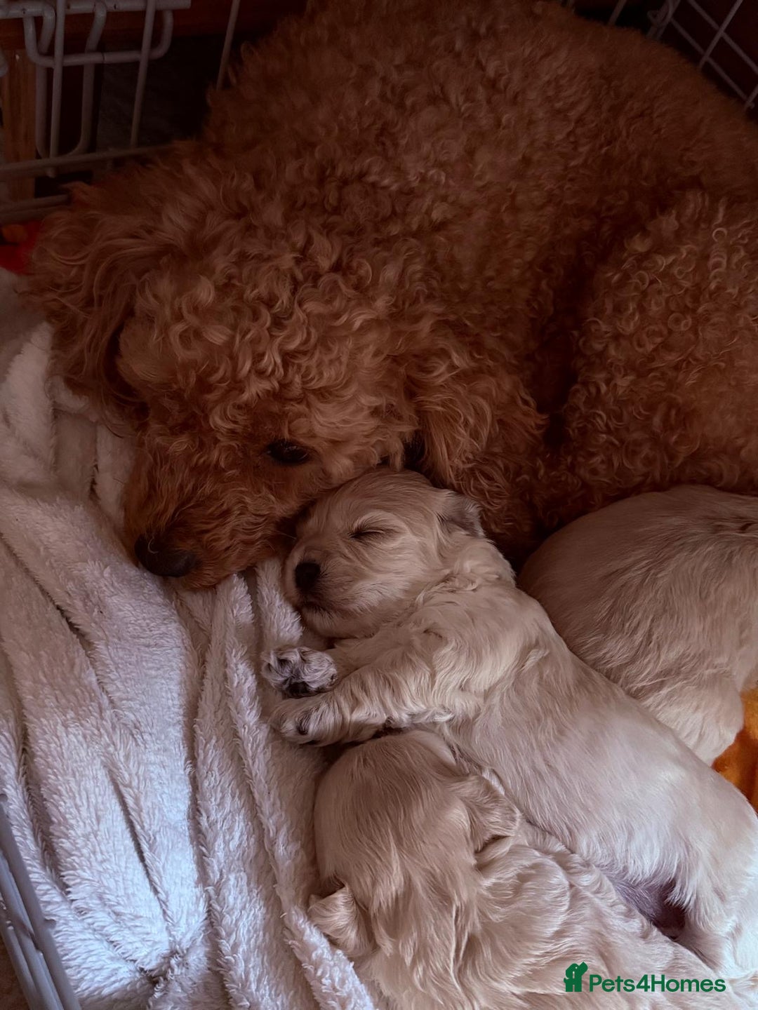 Maltipoo dogs for sale: Gorgeous Maltipoo puppies  - Advert 11