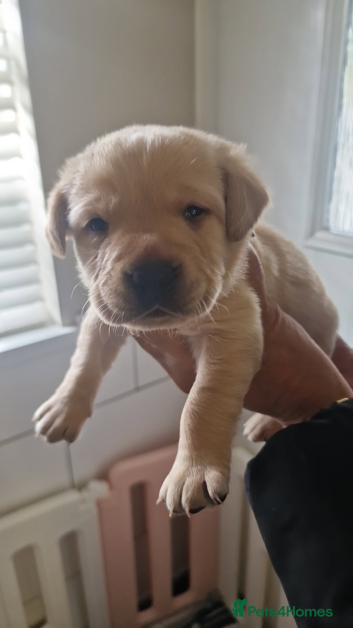 Labrador Retriever dogs for sale: Labradors for sale  - Advert 1