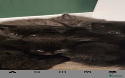Mixed Breed cats for sale: 3 Adorable black beauties  - Image 5