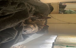 Mixed Breed dogs for sale: Rex! The 7 month old medium sized mixed breed - Advert 4