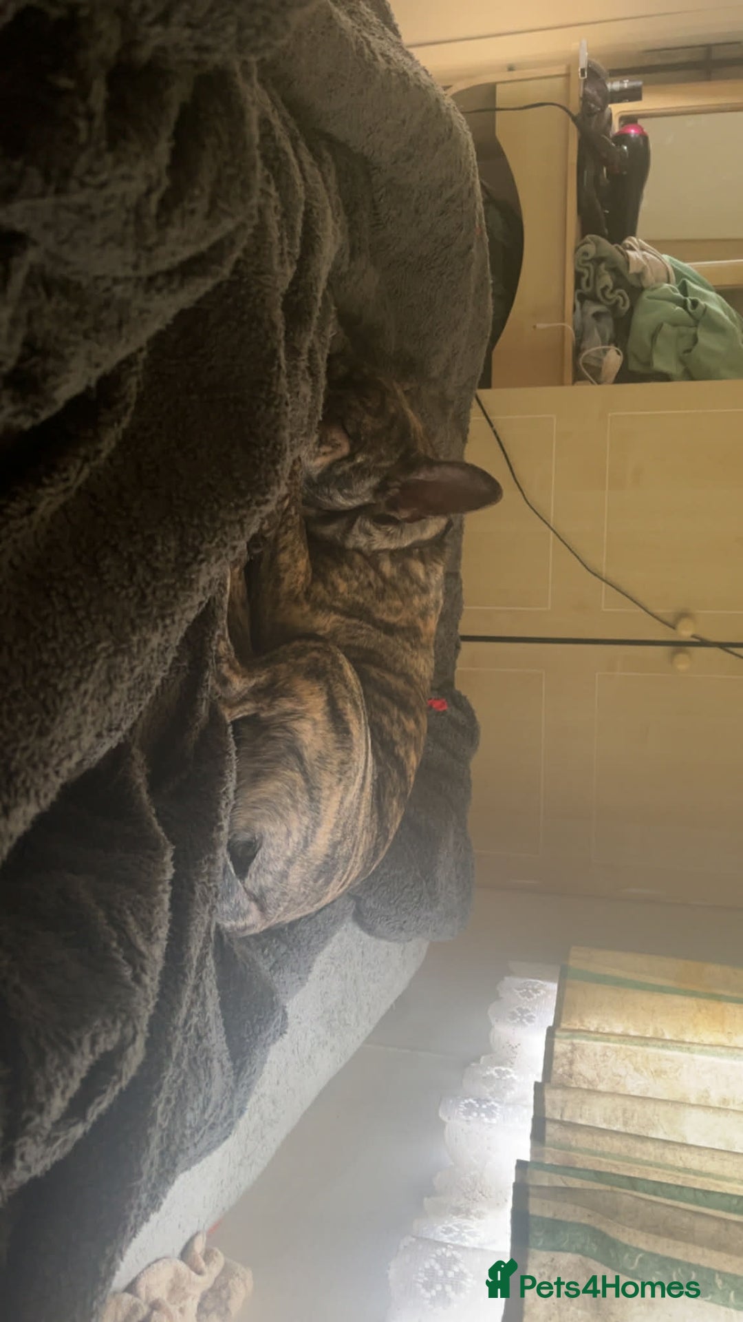 Mixed Breed dogs for sale: Rex! The 7 month old medium sized mixed breed - Advert 4