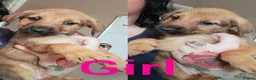 Mixed Breed dogs for sale: Mixbreed Puppies for sale  - Advert 5