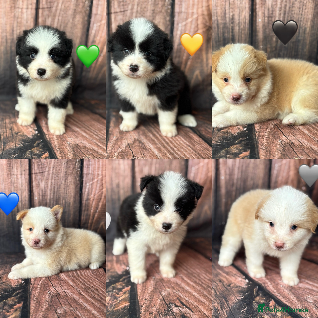Border Collie dogs for sale: Quality Show Line KC Border Collie Males💙 - Image 13