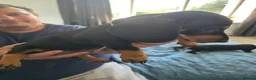 Dachshund dogs for sale: Stunning Standard Smooth hair Dachshund Puppies. - Advert 21