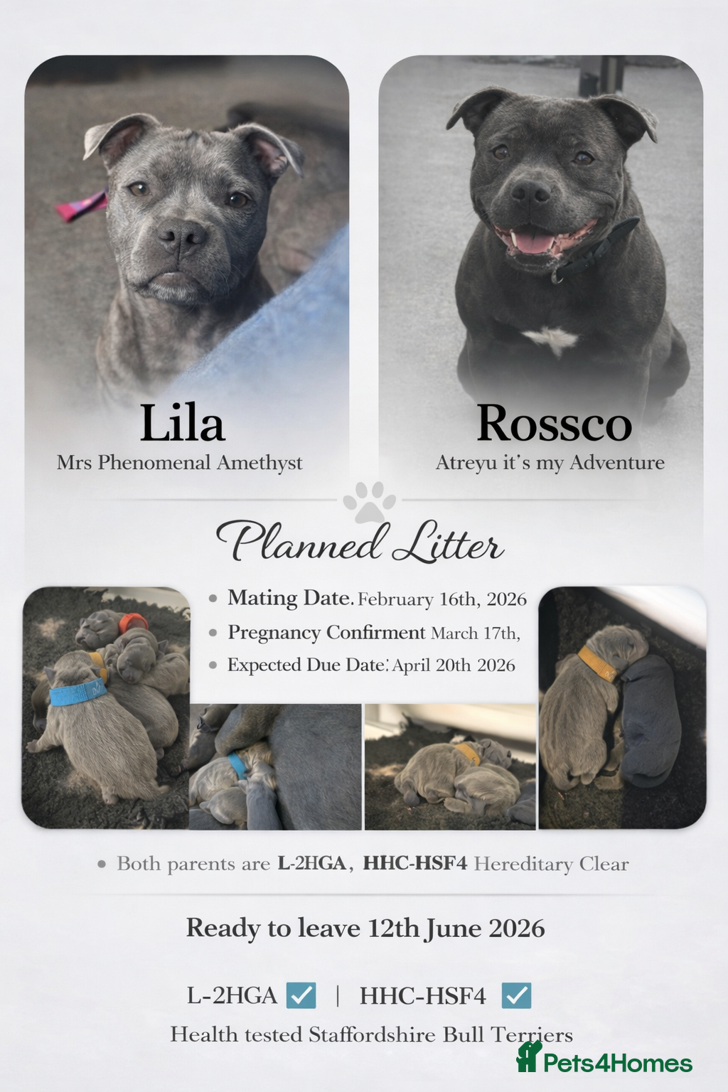 Staffordshire Bull Terrier dogs Stunning Blue Staffy Puppies  - Advert 4