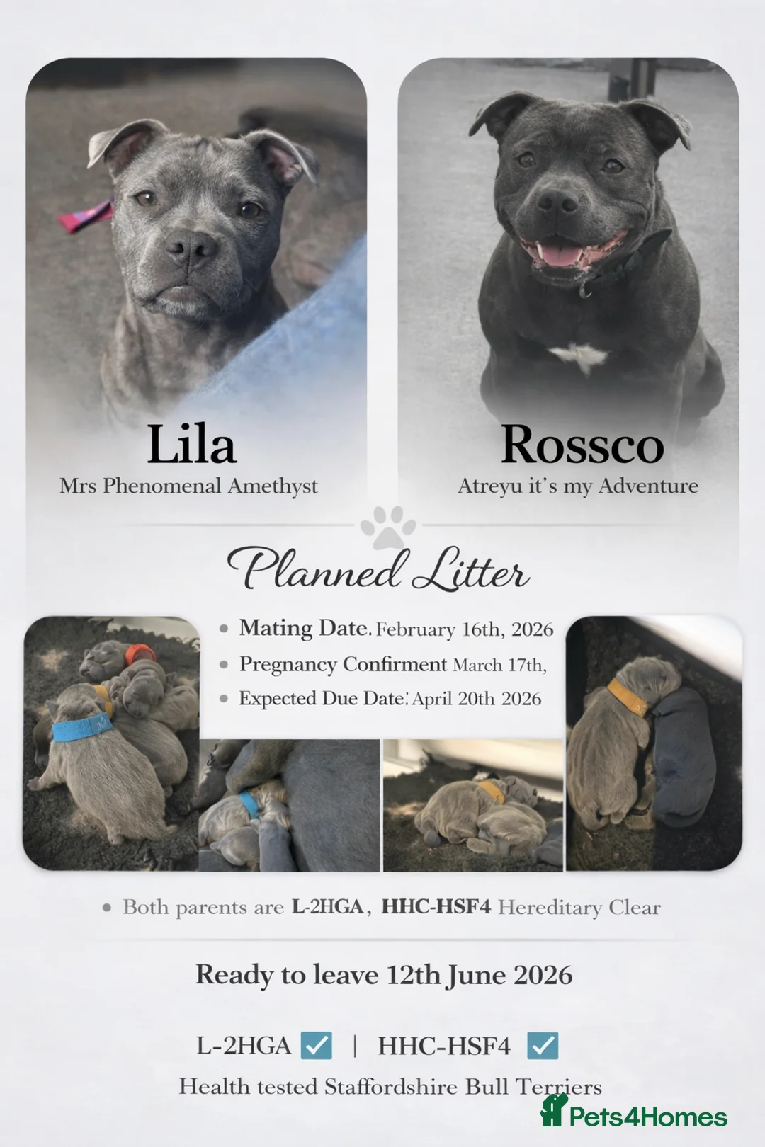 Staffordshire Bull Terrier dogs for sale: Stunning Blue Staffy Puppies  - Advert 1