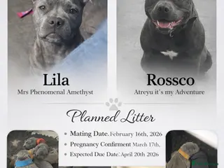 Staffordshire Bull Terrier dogs Stunning Blue Staffy Puppies - Advert 4