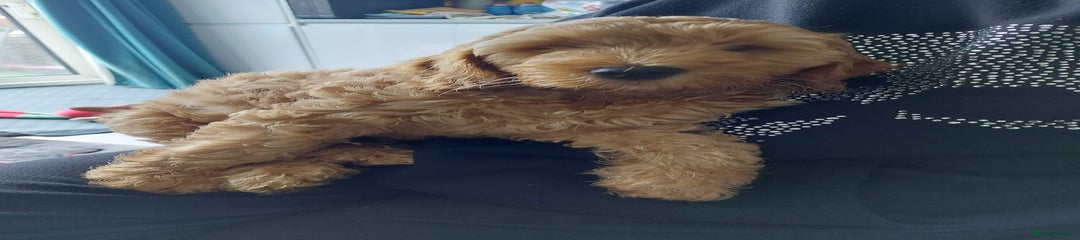 Cockapoo Puppy 2