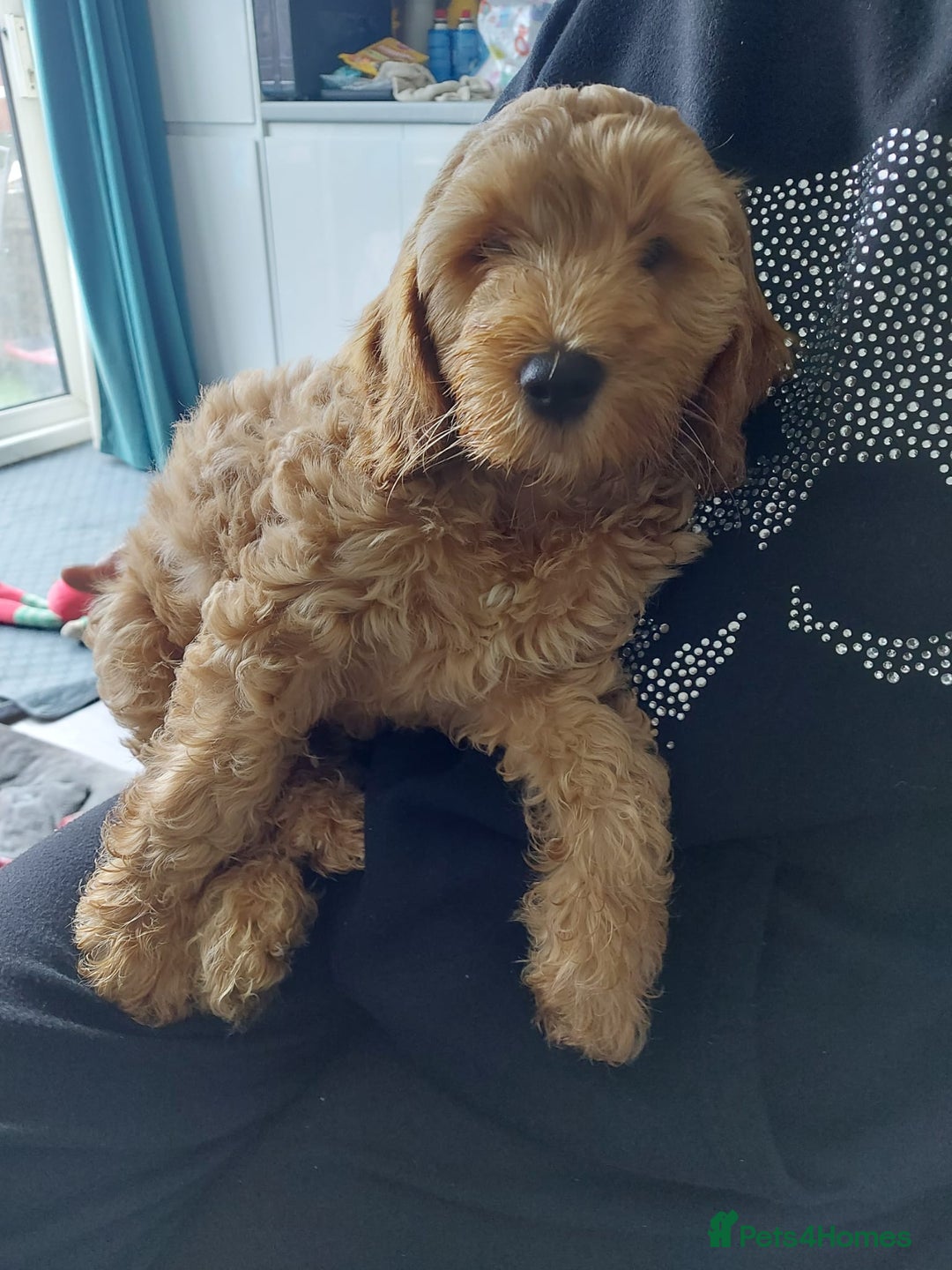 Cockapoo dogs for sale: Beautiful F2 Cockapoo puppies  - Image 2