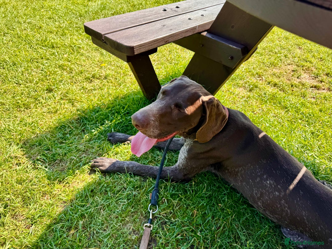 German Shorthaired Pointer dogs for sale: German Shorthaired Pointer 11 Months Old in Derby - Image 2