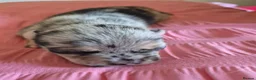Chihuahua dogs for sale: Rare Tri Merle Chihuahua Girl  - Advert 2