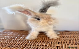 Angora rabbits for sale: Fully Vaccinated Pedigree Angoras  - Image 2