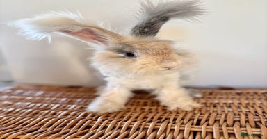 Angora rabbits - Advert 8