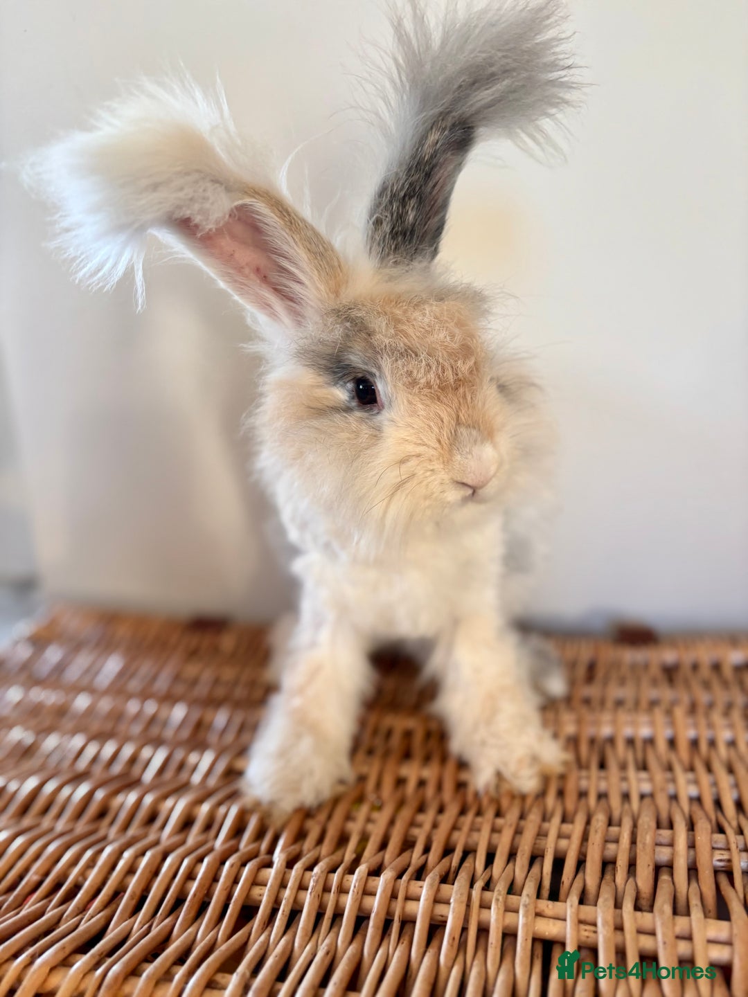 Angora rabbits for sale: Fully Vaccinated Pedigree Angoras  - Image 2
