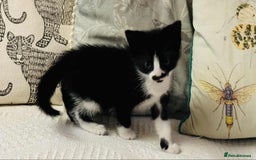 Mixed Breed cats for sale: Kittens  - Image 7