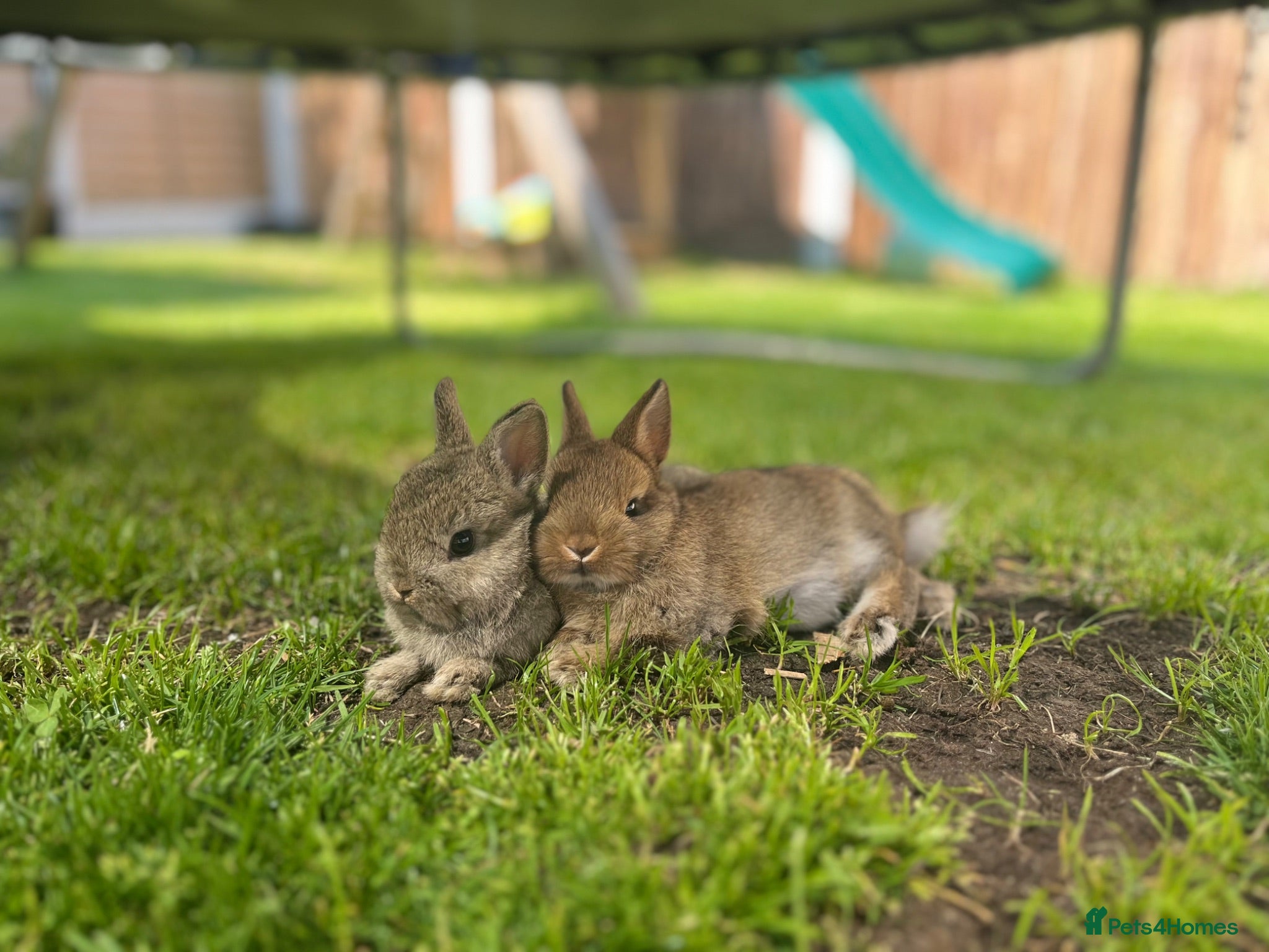 Netherland Dwarf rabbits Netherland dwarf buck  - Advert 4