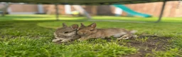 Netherland Dwarf rabbits for sale: Netherland dwarf buck  - Advert 1