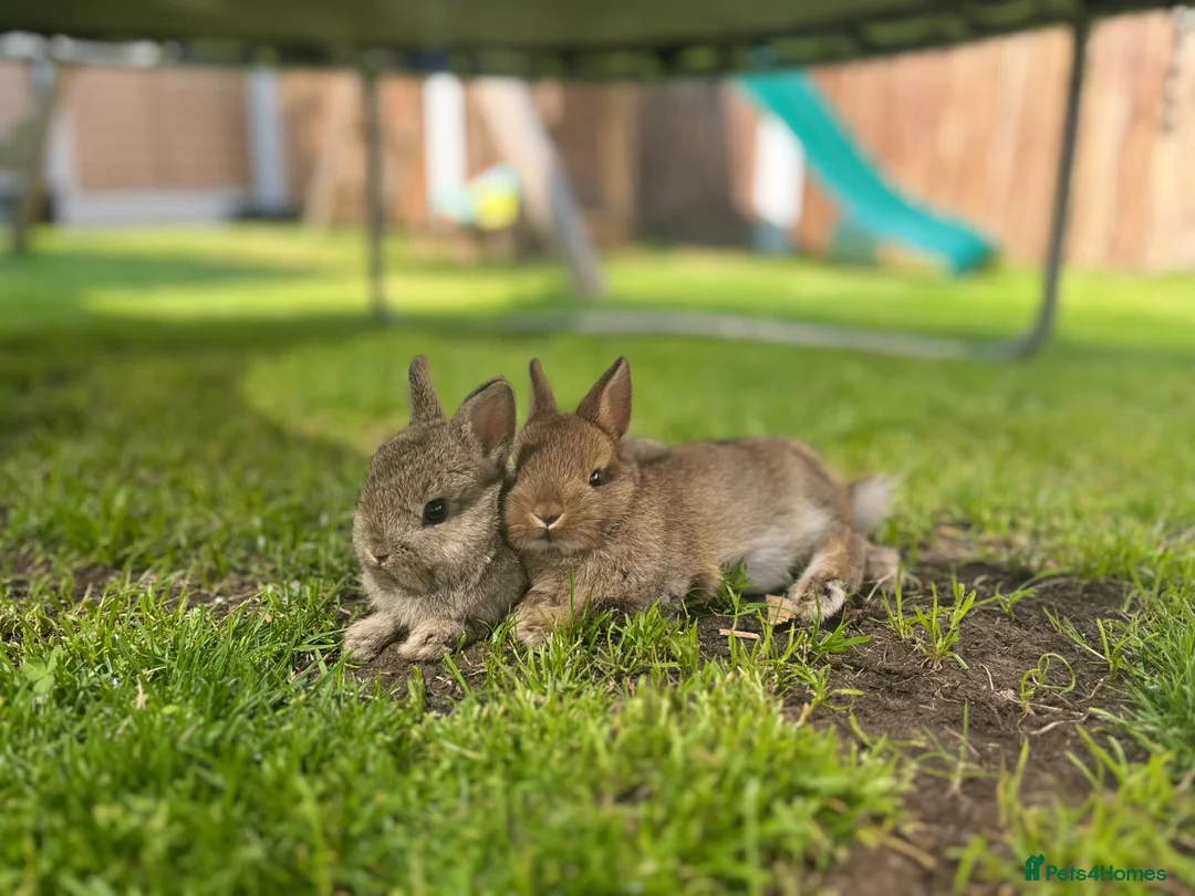 Netherland Dwarf rabbits for sale: Netherland dwarf buck  - Advert 1