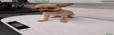 Chihuahua 3
