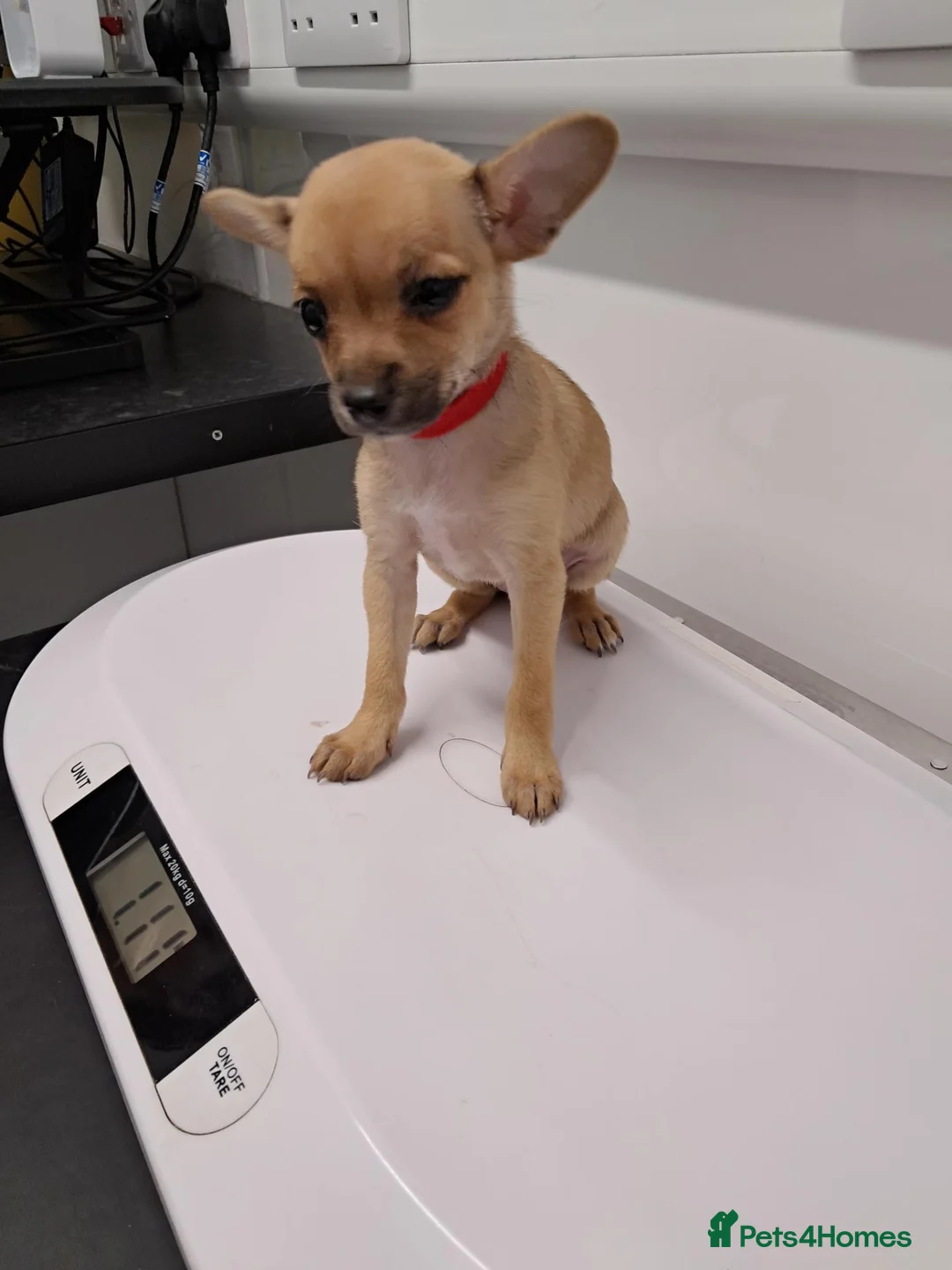 Chihuahua dogs for sale: Chihuahua puppies  - Advert 2