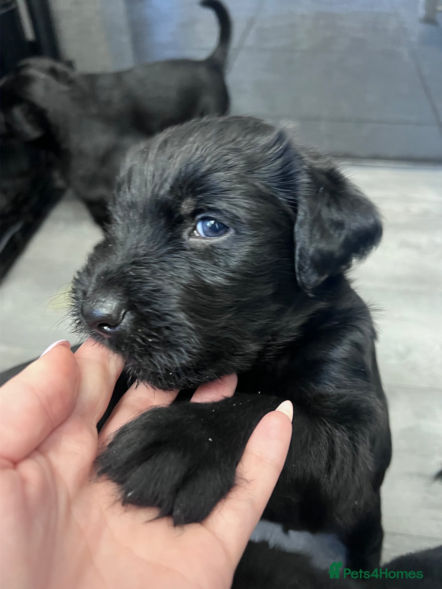 Mixed Breed dogs Lab mixed with Black Russian terrier  - Advert 8
