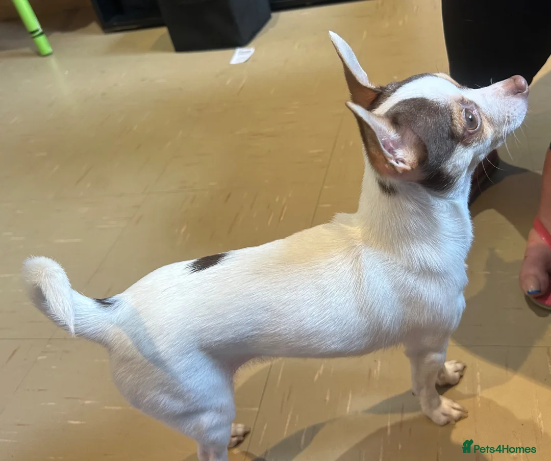 Chihuahua dogs for sale: Beautiful chiluahua  in Ware - Advert 4
