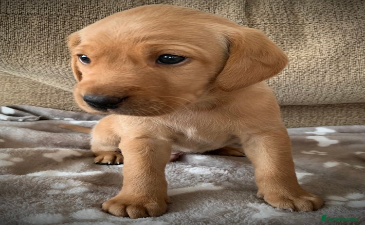 Labrador Retriever dogs - Advert 2