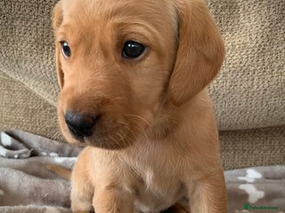 Labrador Retriever dogs - Advert 8