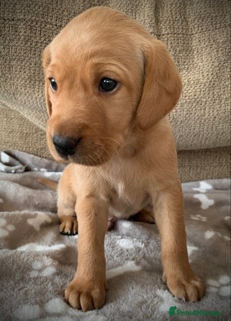 Labrador Retriever dogs - Advert 2
