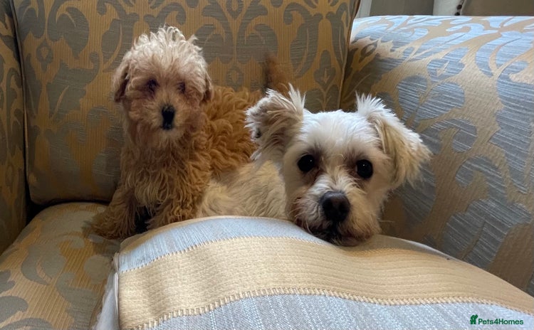 Maltipoo dogs - Advert 3