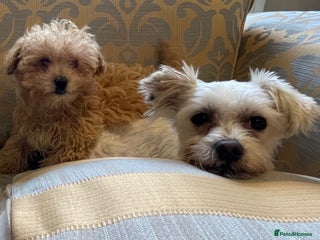Maltipoo dogs for sale - Advert 1
