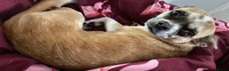 Chug dogs for sale: Female chug nearly 1 year old Lola - Advert 1