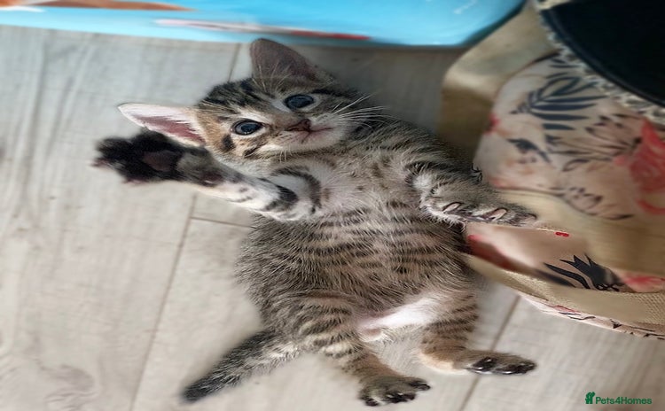 Mixed Breed cats - Advert 15