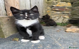 Mixed Breed cats for sale: 6 kittens for sale - Image 8