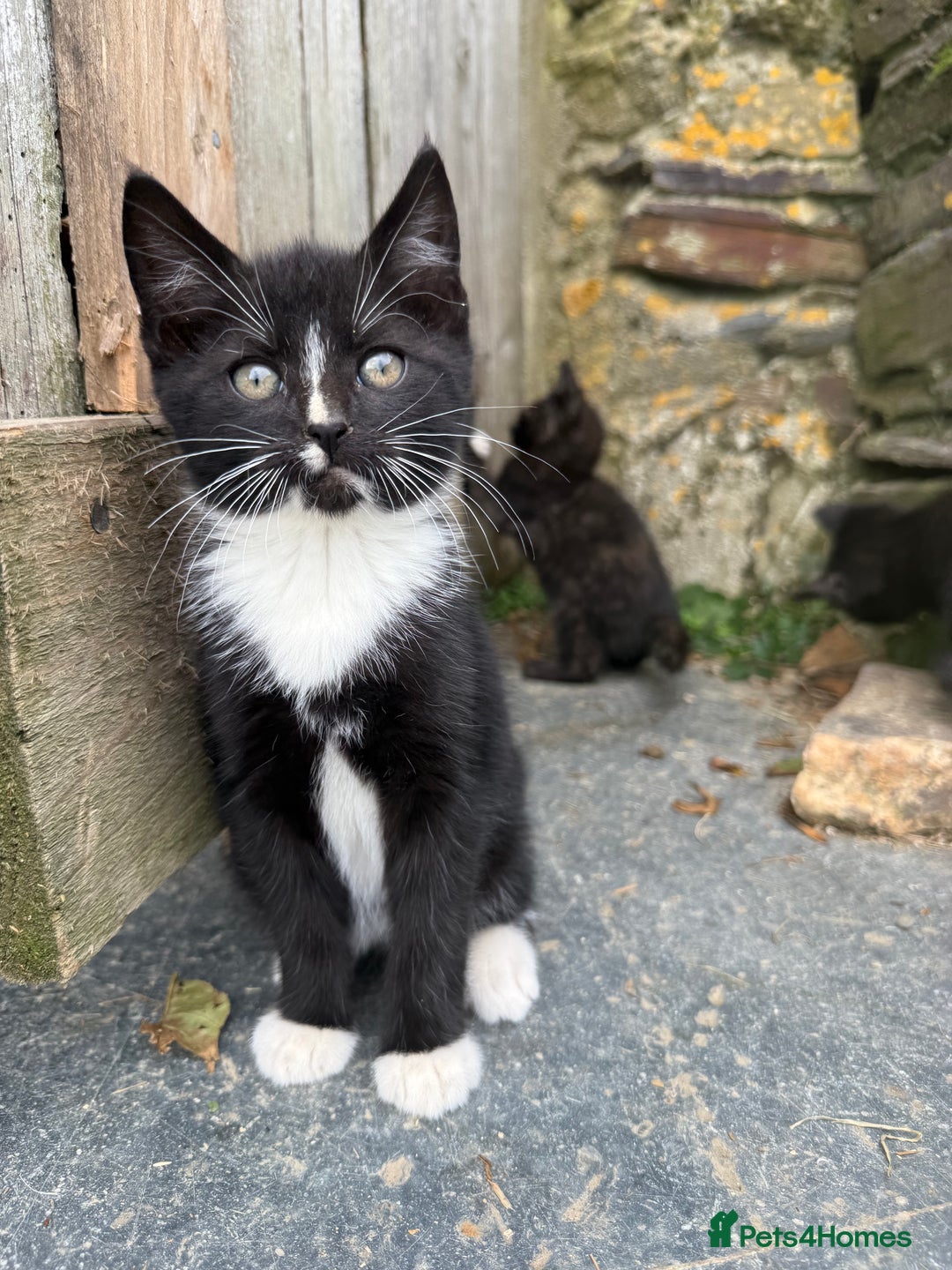 Mixed Breed cats for sale: 6 kittens for sale - Image 8