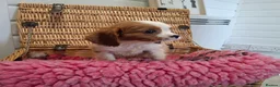 Cavalier King Charles Spaniel dogs for sale: Cavalier king charles pups - Advert 7