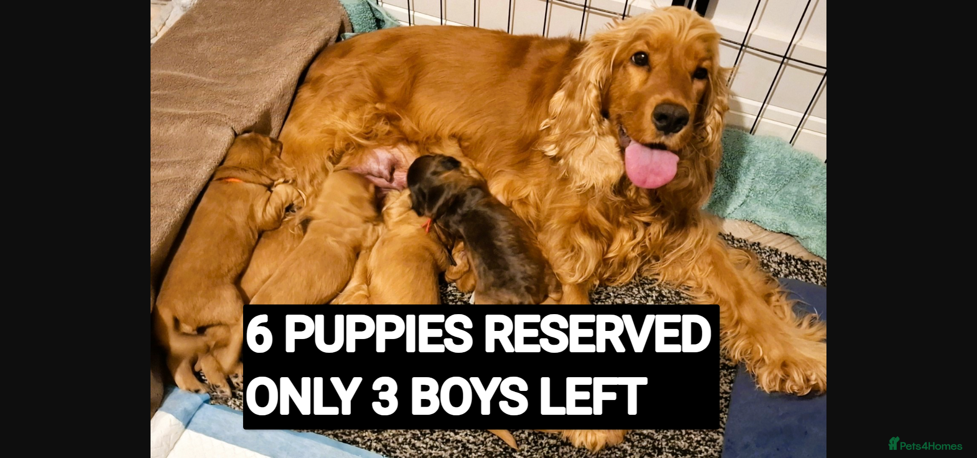 Cocker Spaniel dogs 🌟KC Registered Show-Type Cocker Spaniel Puppies🌟 - Advert 1