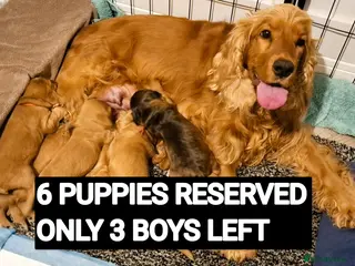 Cocker Spaniel dogs 🌟KC Registered Show-Type Cocker Spaniel Puppies🌟 - Advert 5