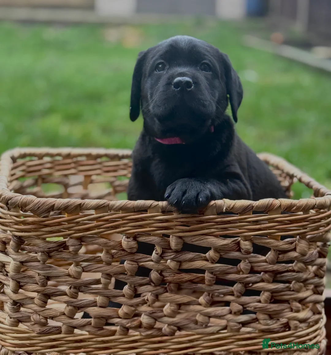 Labrador Retriever dogs for sale:  ✨ KC Registered Labrador Retriever Puppies   - Advert 17